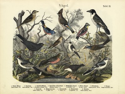 Birds by German School